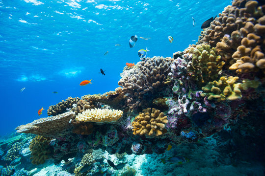 Fototapeta Coral reef underwater