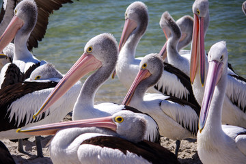 close up of a group of adult Pelicans staying near water
