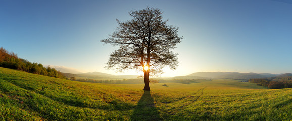 Sun and tree - Meadow panorama