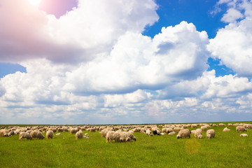 Sheep-run