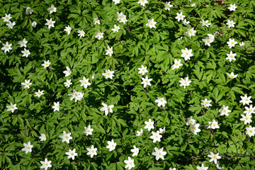 Blossoming anemony dubravny (Anemone nemorosa L. ) . Background © vodolej