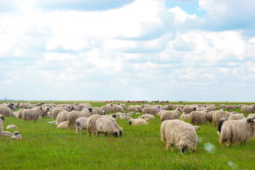 Grassland and sheeps