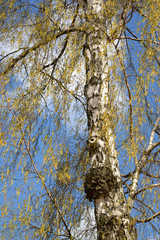 Fototapeta premium Blossoming birch warty (Betula pendula)