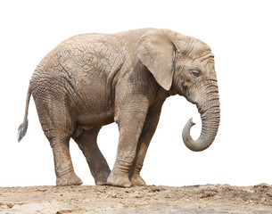 African elephant (Loxodonta africana) female. © Kletr