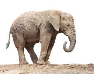 Zelfklevend Fotobehang Afrikaanse olifant (Loxodonta africana) vrouwtje. © Kletr