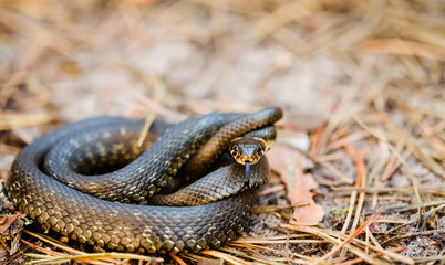 Grass-snake, adder in early spring