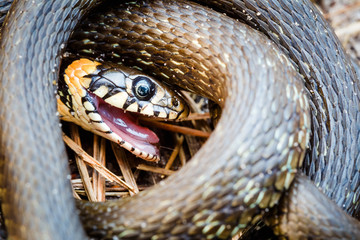 Grass-snake, adder in early spring
