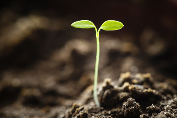 Green sprout growing from seed