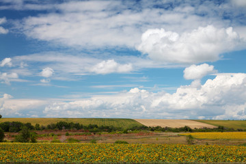 Sunflower field with sunny sky