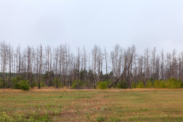 Autumn forest