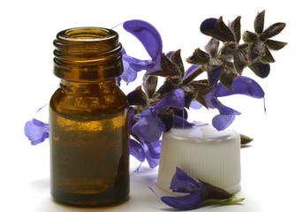 Ajuga reptans Bugola Revsuga Живучка ползучая