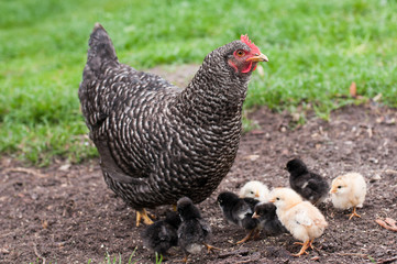 chicken pecking corn