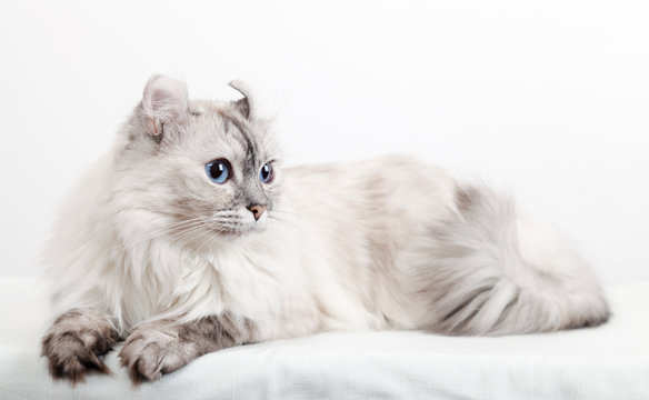 White American Curl cat. Closeup studio photo