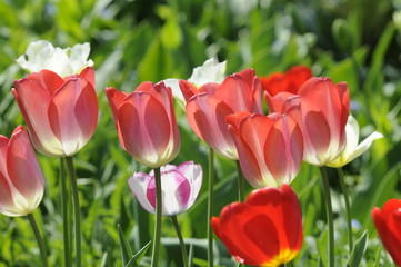 Fototapeta premium Tulpen