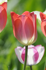 Tulpen