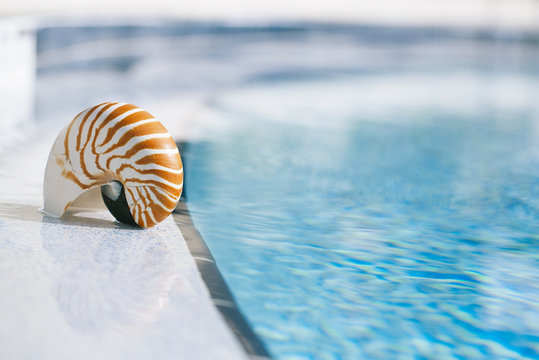 nautilus shell at resort swimming pool edge