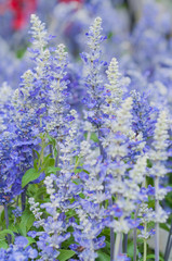 Obraz premium Salvia farinacea Benth.