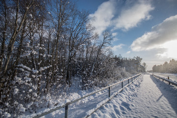 winter landscape, forest