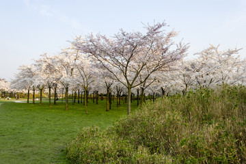 Richly blossoming sakura garden with the sun shining