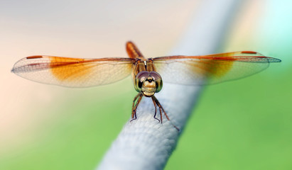 dragonfly