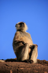 Gray langur sitting at the temple, Pushkar, India