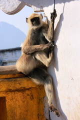 Gray langur playing in the streets of Pushkar, India