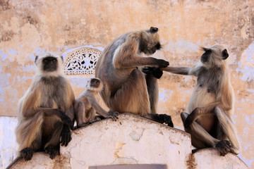 Gray langurs with babies sitting at the temple, Pushkar, India