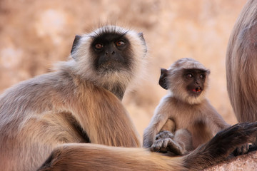 Gray langur with a baby sitting at the temple, Pushkar, India
