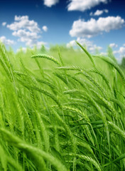 Wheat field against a blue sky