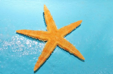 Fototapeta na wymiar orange starfish against aqua blue background