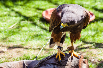 Harris Hawk