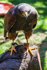 Dusky Hawk