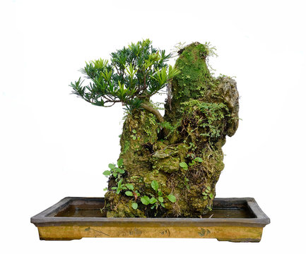 Rock bonsai isolated on white