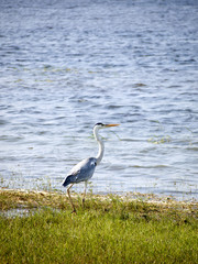 Herons in a national park