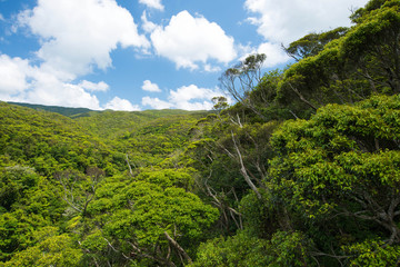 新緑のやんばる