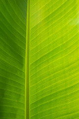 バナナの葉
