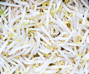 Bean Sprouts closeup