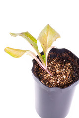 Salad, isolated on white