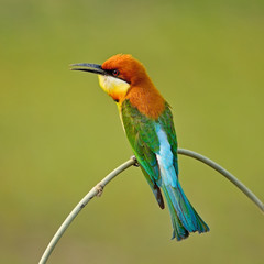 Chestnut-headed Bee-eater