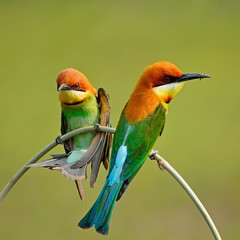 Chestnut-headed Bee-eater