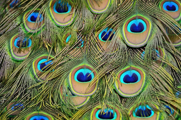 male Green Peacock feathers