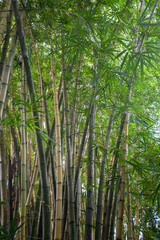 Thickets of bamboo