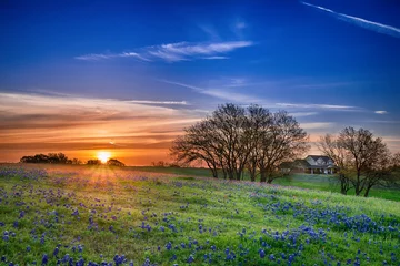 Fotobehang Texas bluebonnet wildflower lente veld bij zonsopgang © leekris