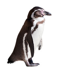 Fototapeta premium Humboldt penguin on white background