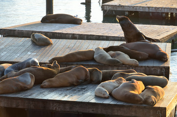 Obraz premium Fisherman’s Wharf