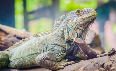 Iguana