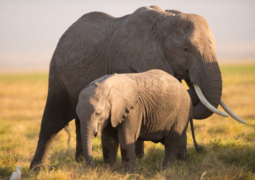 An African elephant mother and a baby elephant, Kenya