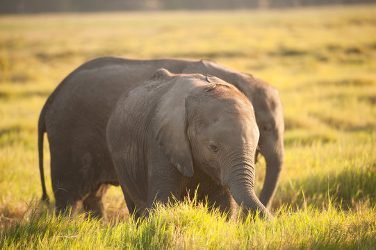 Young African elephant in Amboseli, Kenya