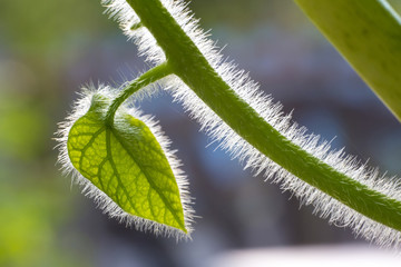 Leaves the hair moistl. Beautiful green background with boke