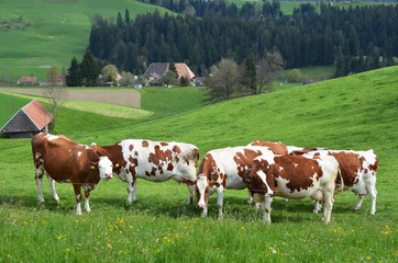 Fototapeta na wymiar Cows in Emmental region, Switzerland